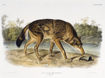 Red Texan Wolf by John James after Audubon
